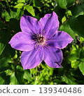 A landscape with purple clematis flowers, a single clematis flower. 139340486