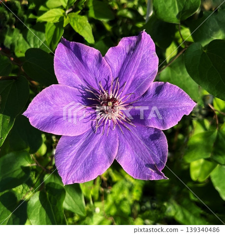 A landscape with purple clematis flowers, a single clematis flower. A landscape with purple clematis flowers, a single clematis flower. 139340486