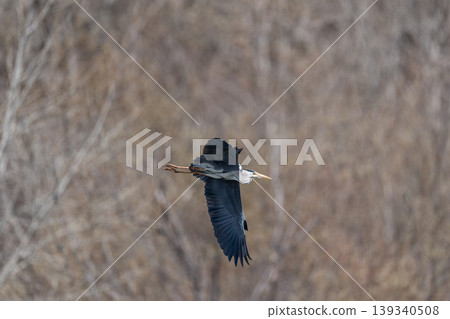 Northern Heron Northern Heron 139340508