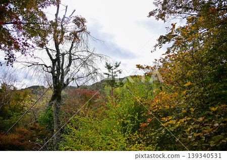 The garden scene of Tenryuji Temple at autumn. Famous temple in Japan. Tenryuji Temple is a Japanese traditional temples in Kyoto. Autumn and garden view. Nature and Travel concept. The garden scene of Tenryuji Temple at autumn. Famous temple in Japan. Tenryuji Temple is a Japanese traditional temples in Kyoto. Autumn and garden view. Nature and Travel concept. 139340531
