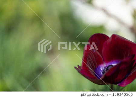 花壇裡盛開著紅色的花朵。 139340566