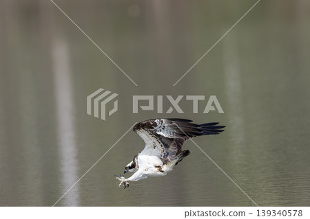 Osprey's Spring Osprey's Spring 139340578