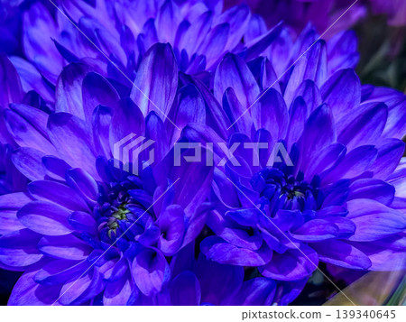 五顏六色的菊花 139340645