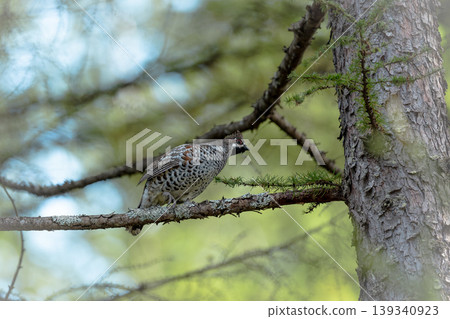 Autumn Ezo Rock Ptarmigan Autumn Ezo Rock Ptarmigan 139340923