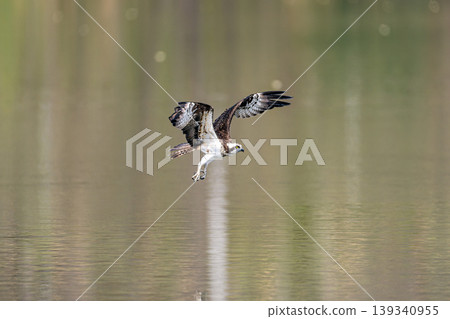Northern Osprey Northern Osprey 139340955