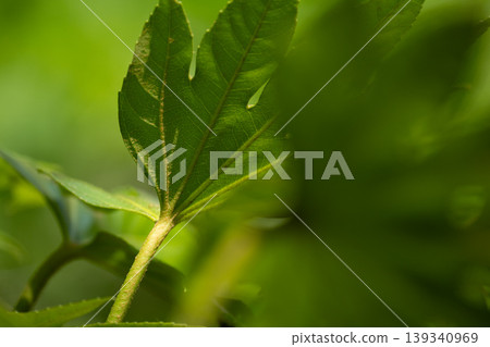 Leaf veins that are transparent to light Leaf veins that are transparent to light 139340969