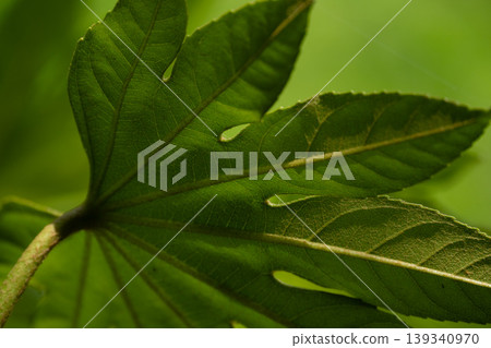 Leaf veins that are transparent to light Leaf veins that are transparent to light 139340970