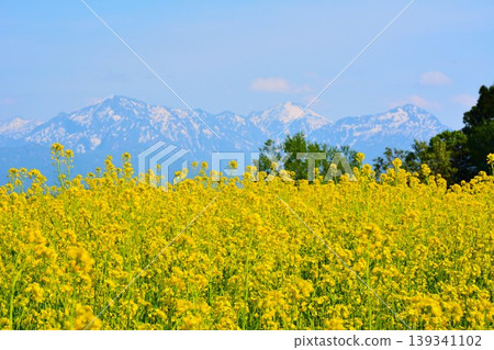 A carpet of yellow flowers blooms across the Ojiya Yamamoto Plateau rapeseed fields, and the snow-capped Echigo Sanzan mountains remain. A carpet of yellow flowers blooms across the Ojiya Yamamoto Plateau rapeseed fields, and the snow-capped Echigo Sanzan mountains remain. 139341102