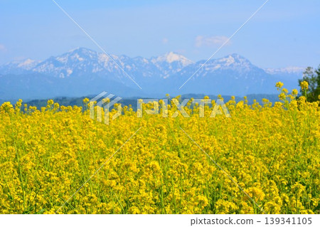 A carpet of yellow flowers blooms across the Ojiya Yamamoto Plateau rapeseed fields, and the snow-capped Echigo Sanzan mountains remain. 139341105