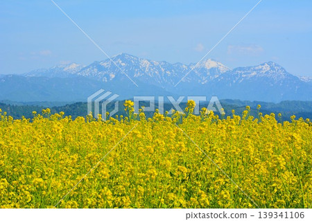 A carpet of yellow flowers blooms across the Ojiya Yamamoto Plateau rapeseed fields, and the snow-capped Echigo Sanzan mountains remain. 139341106
