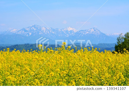 A carpet of yellow flowers blooms across the Ojiya Yamamoto Plateau rapeseed fields, and the snow-capped Echigo Sanzan mountains remain. A carpet of yellow flowers blooms across the Ojiya Yamamoto Plateau rapeseed fields, and the snow-capped Echigo Sanzan mountains remain. 139341107