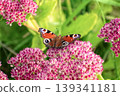 Beautiful Peacock butterfly (Aglais io) with vibrant eye spots sitting on pink Sedum (Stonecrop) flowers in sunny garden. 139341181