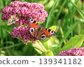 Peacock butterfly (Aglais io) and small moth feeding together on pink Sedum flowers. 139341182