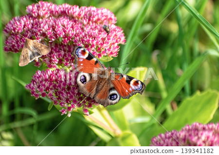 Peacock butterfly (Aglais io) and small moth feeding together on pink Sedum flowers. 139341182