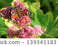Peacock butterfly (Aglais io) and small moth feeding together on pink Sedum flowers. 139341183