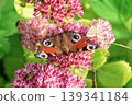 Peacock butterfly (Aglais io) and small moth feeding together on pink Sedum flowers. 139341184