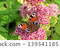 Beautiful Peacock butterfly (Aglais io) with vibrant eye spots sitting on pink Sedum (Stonecrop) flowers in sunny garden. 139341185