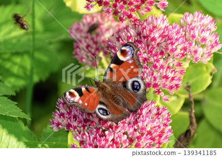 Beautiful Peacock butterfly (Aglais io) with vibrant eye spots sitting on pink Sedum (Stonecrop) flowers in sunny garden. Beautiful Peacock butterfly (Aglais io) with vibrant eye spots sitting on pink Sedum (Stonecrop) flowers in sunny garden. 139341185