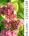 Peacock butterfly (Aglais io) and small moth feeding together on pink Sedum flowers. 139341186