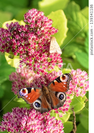 Peacock butterfly (Aglais io) and small moth feeding together on pink Sedum flowers. Peacock butterfly (Aglais io) and small moth feeding together on pink Sedum flowers. 139341186