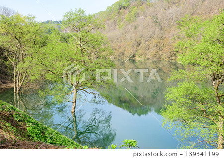 和賀川沿岸美麗的清新綠意,水下森林,岩手縣 和賀川沿岸美麗的清新綠意,水下森林,岩手縣 139341199