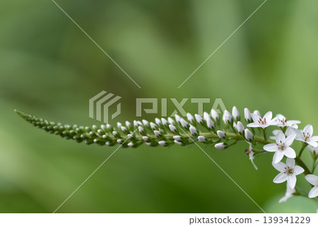 White flowers that bear many small blossoms White flowers that bear many small blossoms 139341229