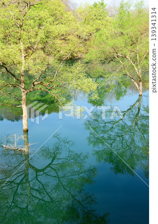 和賀川沿岸美麗的清新綠意,水下森林,岩手縣 和賀川沿岸美麗的清新綠意,水下森林,岩手縣 139341314