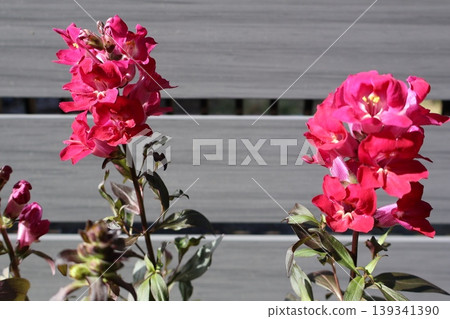 青銅龍的紅花 139341390