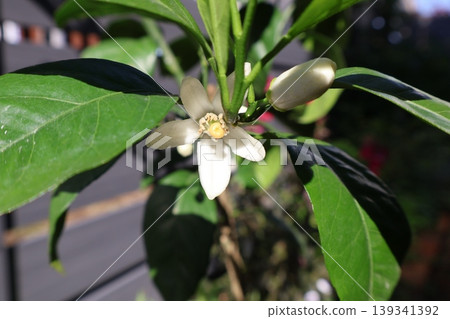 柑橘樹開的小白花 柑橘樹開的小白花 139341392