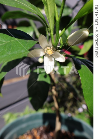 柑橘樹開的小白花 柑橘樹開的小白花 139341393
