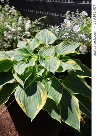 Potted hosta Potted hosta 139341404