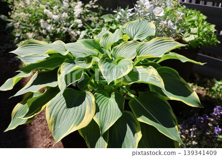 Potted hosta 139341409