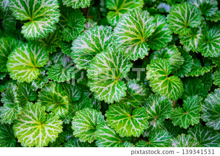 Variegated Begonia leaves with white veins, natural green background. Beautiful leaves of an ornamental plant Begonia 139341531