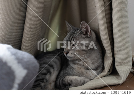 Relaxing cat, Sabatra cat Relaxing cat, Sabatra cat 139341619