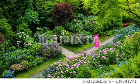 鷲匠三條神社的花園裡繡球花盛開。 鷲匠三條神社的花園裡繡球花盛開。 139341771