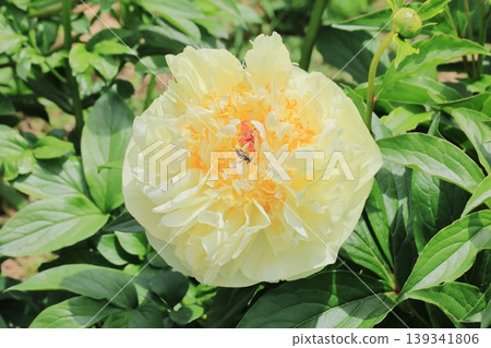 Yellow button flower Yellow button flower 139341806