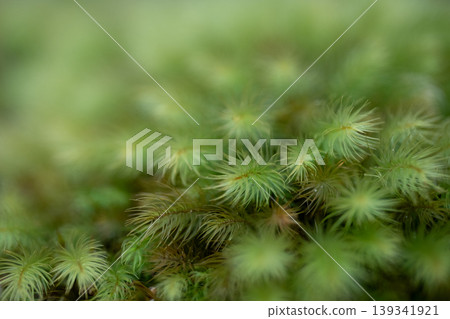Photographing fluffy moss with a macro lens Photographing fluffy moss with a macro lens 139341921