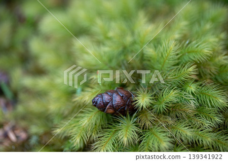 Photographing fluffy moss with a macro lens Photographing fluffy moss with a macro lens 139341922