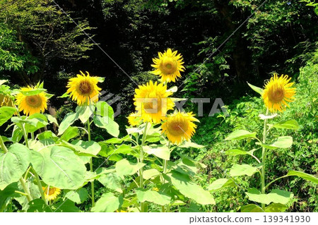 【神奈川縣】夏花美景 139341930