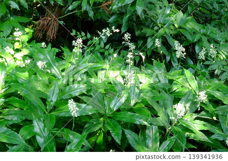 [Kanagawa Prefecture] The flowers of the Japanese ginger have begun to bloom. 139341936