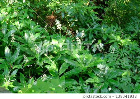 [Kanagawa Prefecture] Japanese ginger blooming in the forest 139341938