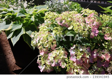 Hydrangeas Lagrangia Aurorange, beginning to change color 139341945
