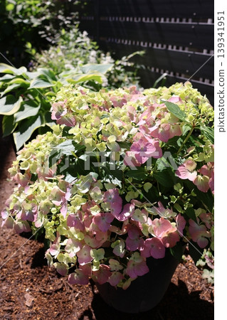 Hydrangeas Lagrangia Aurorange, beginning to change color Hydrangeas Lagrangia Aurorange, beginning to change color 139341951