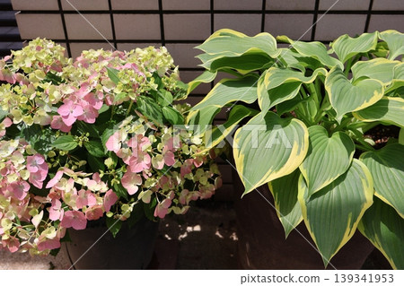 Hydrangeas (Lagrangia Aurora Orange) and hostas in front of the entrance Hydrangeas (Lagrangia Aurora Orange) and hostas in front of the entrance 139341953