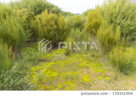 tranquil nature with blue sky at Wilsons Promontory National Park Victoria, Australia. 139342004