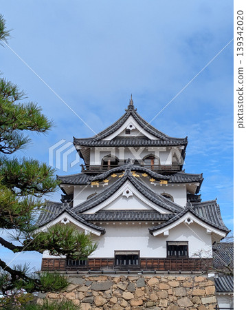 Hikone Castle keep and pine trees in Hikone City, Shiga Prefecture Hikone Castle keep and pine trees in Hikone City, Shiga Prefecture 139342020