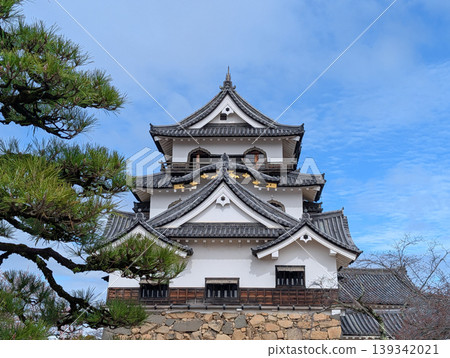 Hikone Castle keep and pine trees in Hikone City, Shiga Prefecture Hikone Castle keep and pine trees in Hikone City, Shiga Prefecture 139342021