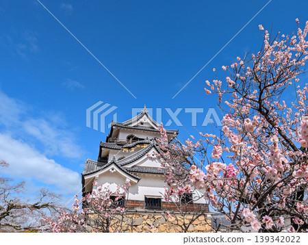 Hikone Castle keep and plum blossoms in Hikone City, Shiga Prefecture Hikone Castle keep and plum blossoms in Hikone City, Shiga Prefecture 139342022