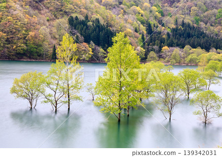 Submerged forest landscape 139342031