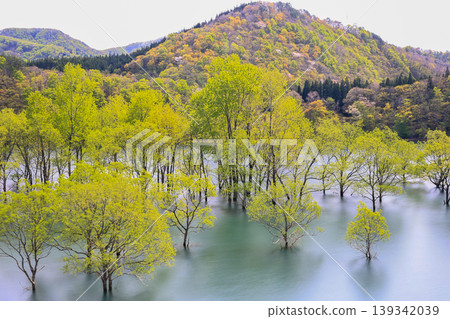 水下森林景觀 水下森林景觀 139342039